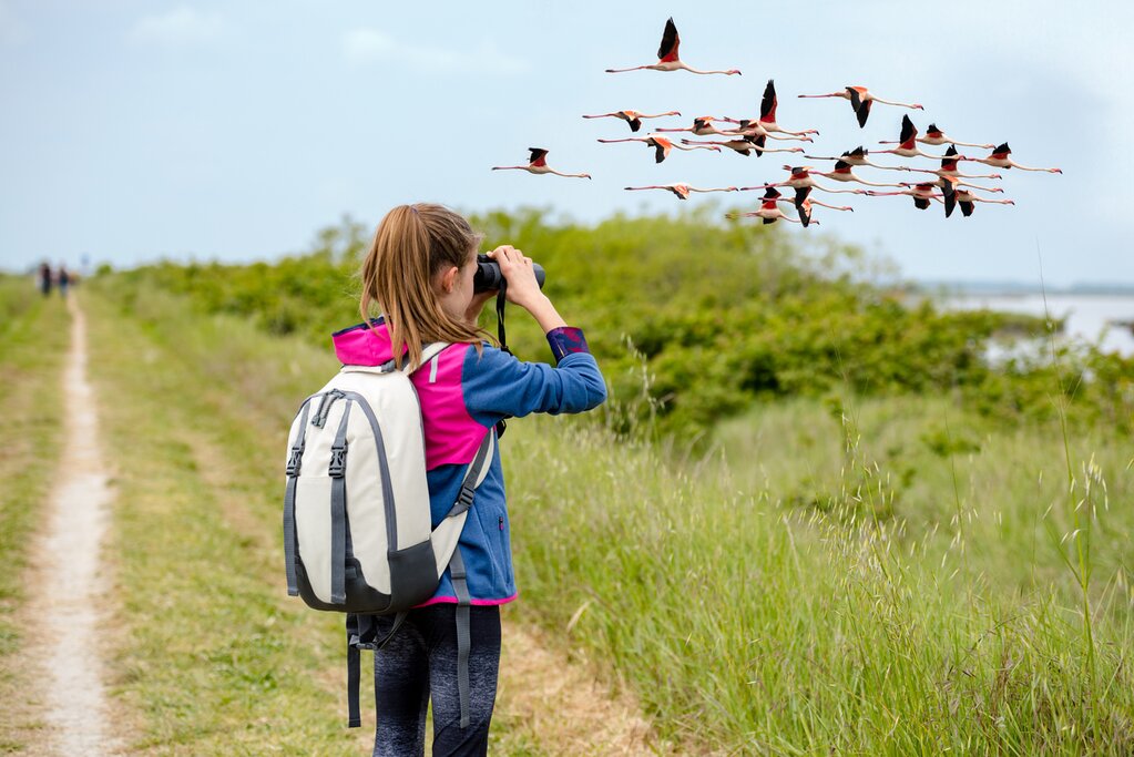 Spot flamingos on a safari in Kruger National Park