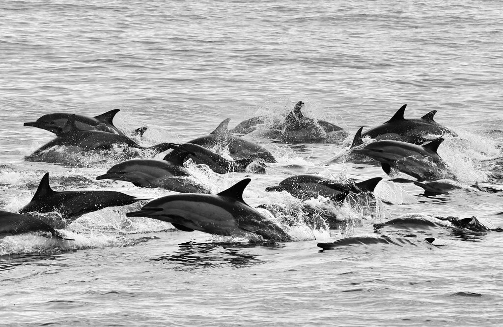 Pod of Dolphins off the coast at Hermanus