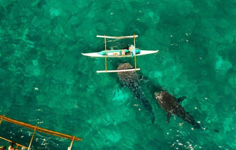 Diving & Snorkeling in the Philippines: Moalboal & Oslob - 7 Days