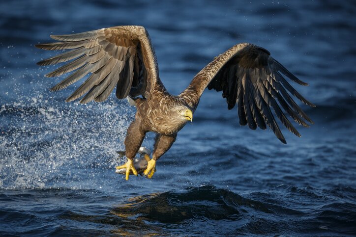 The Amazing Sea Eagle Adventure