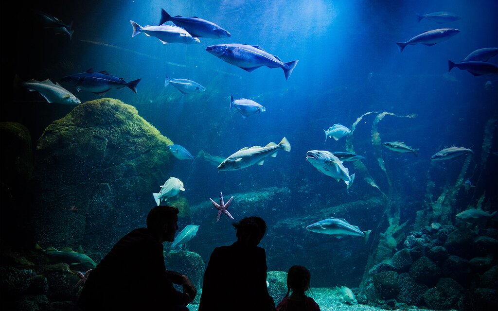 Universum