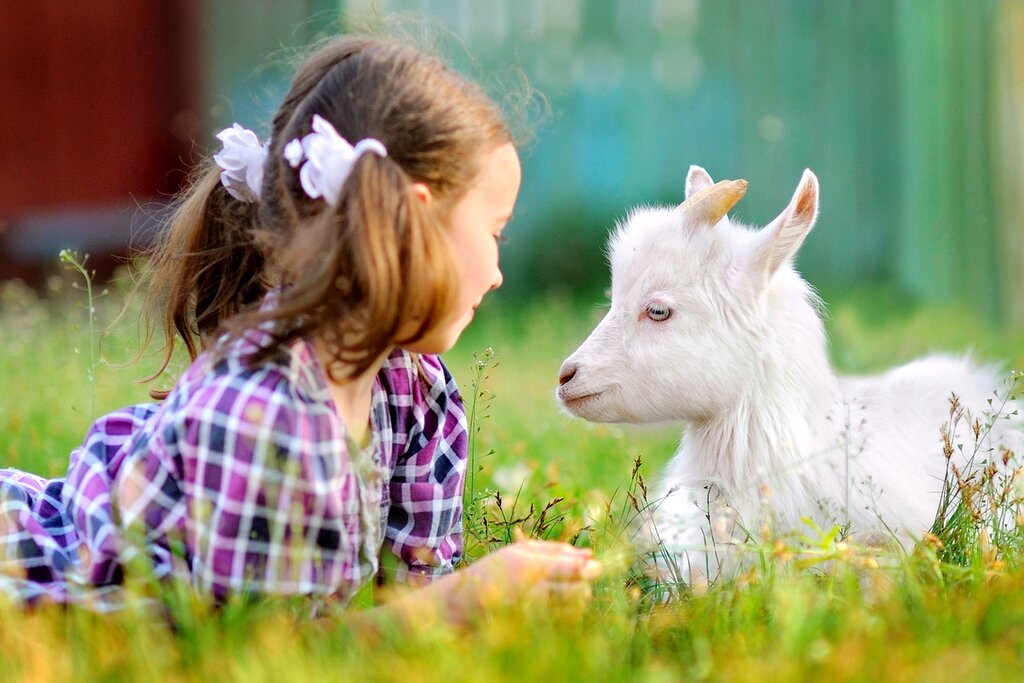 Visit a traditional goat farm