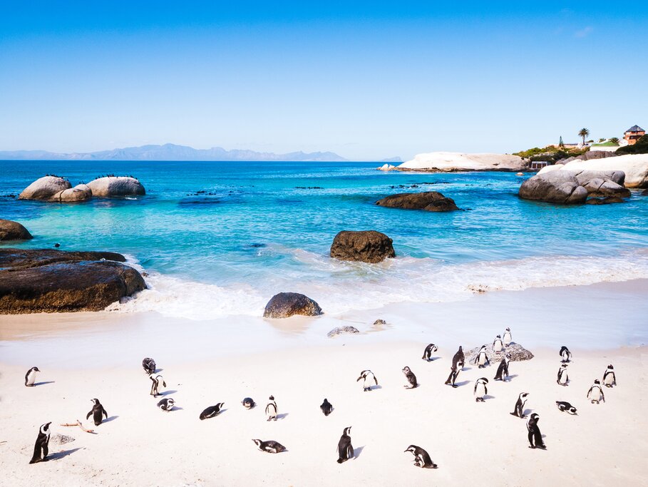 Boulders Beach Penguin Colony