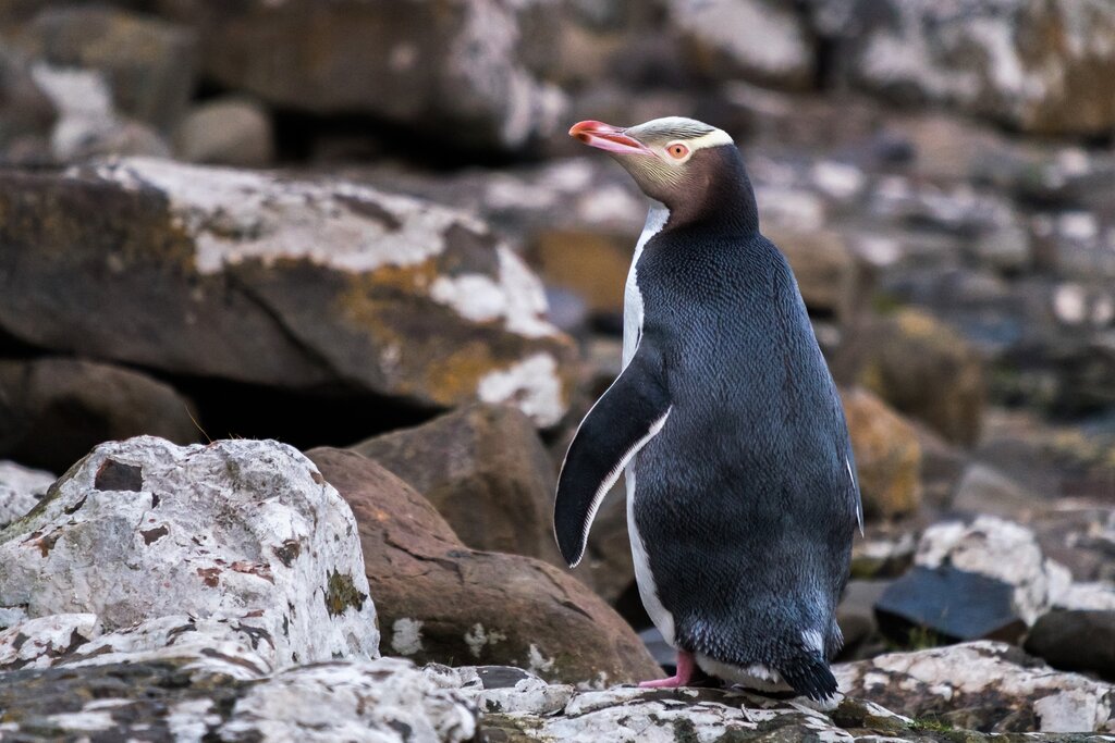 Yellow-eyed penguin