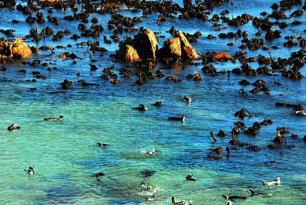Penguins