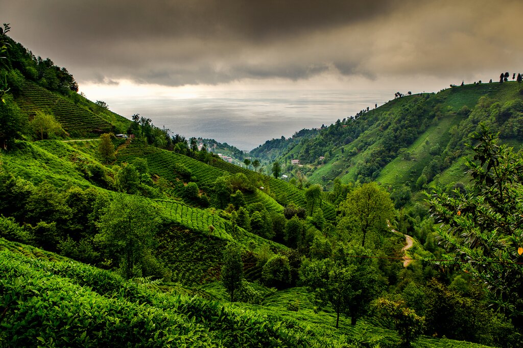 Turkey, Camlihemsin - Tea plantations under a dramatic sky in Turkey's Camlihemsin highlands
