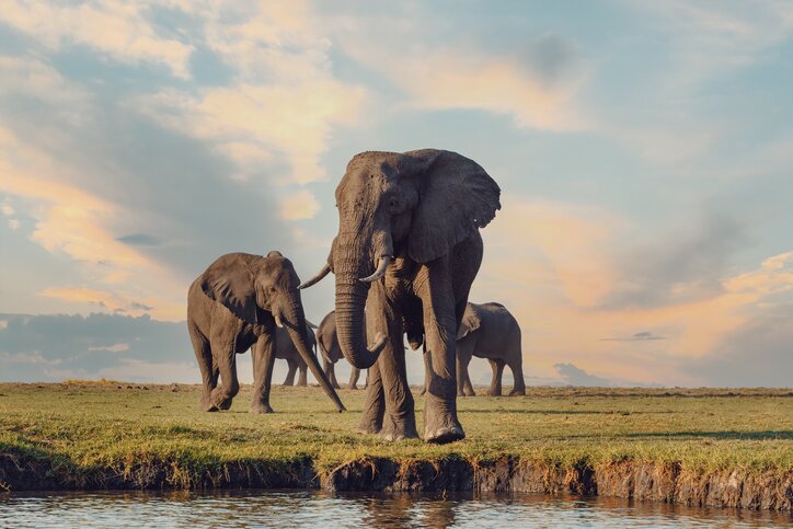 Epic Southern Africa: Victoria Falls, Chobe, Cape Town, Garden Route & Addo National Park - 21 Days