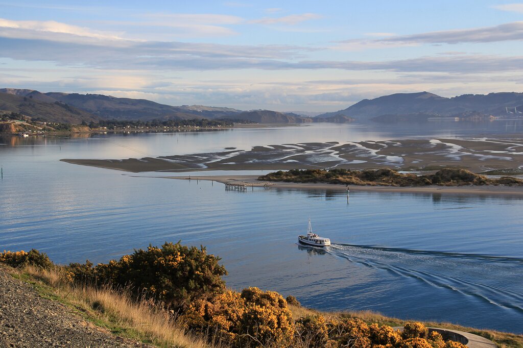 Half Day Otago Peninsula Wildlife Tour