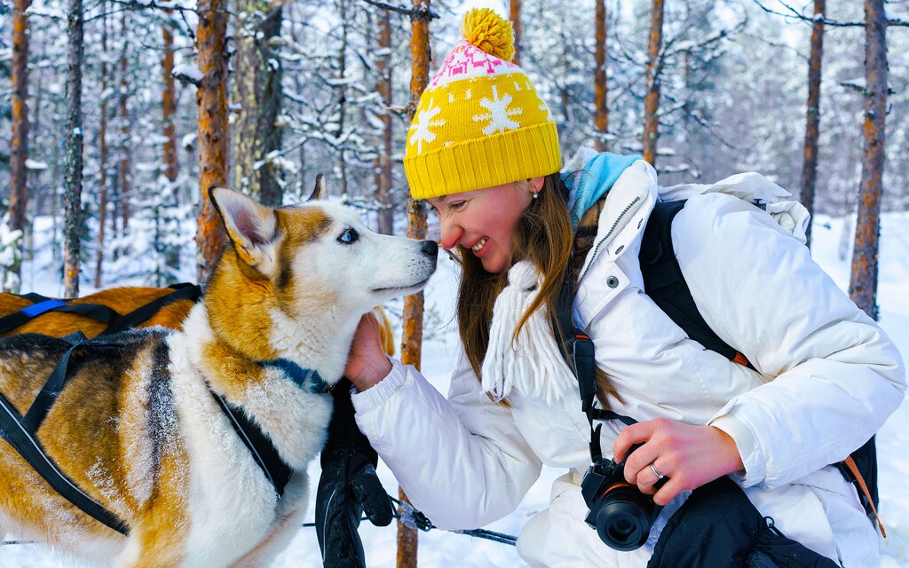 Dog sledding with Huskies