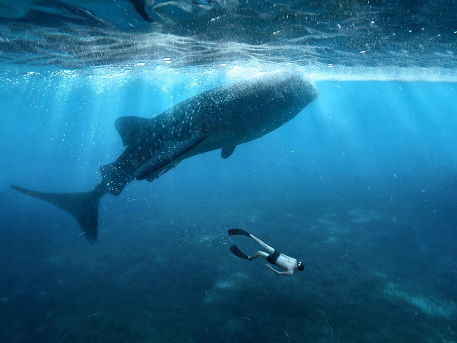Diving and Snorkeling in Oslob with Whale Shark Encounter