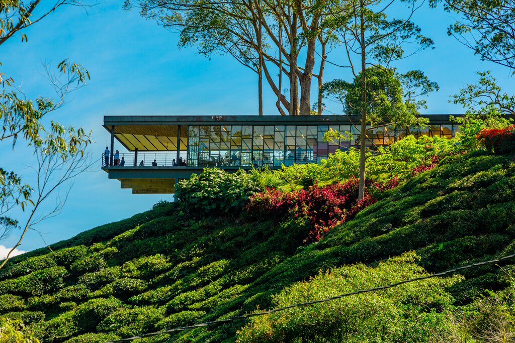 Mossy Forest & BOH Tea Plantation