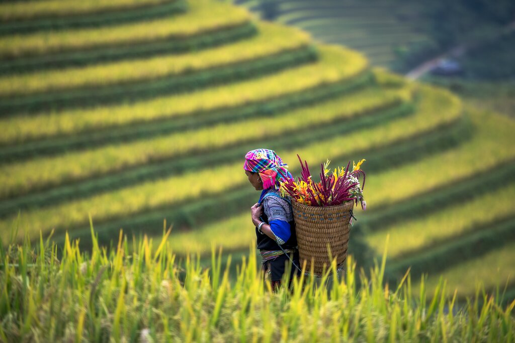 Discover Sapa's distinctive rice terraces and highland culture