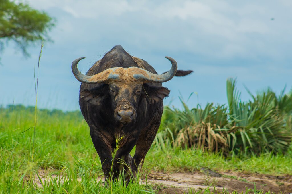 Game drive and Guided Nature Walk in Kidepo Valley National Park