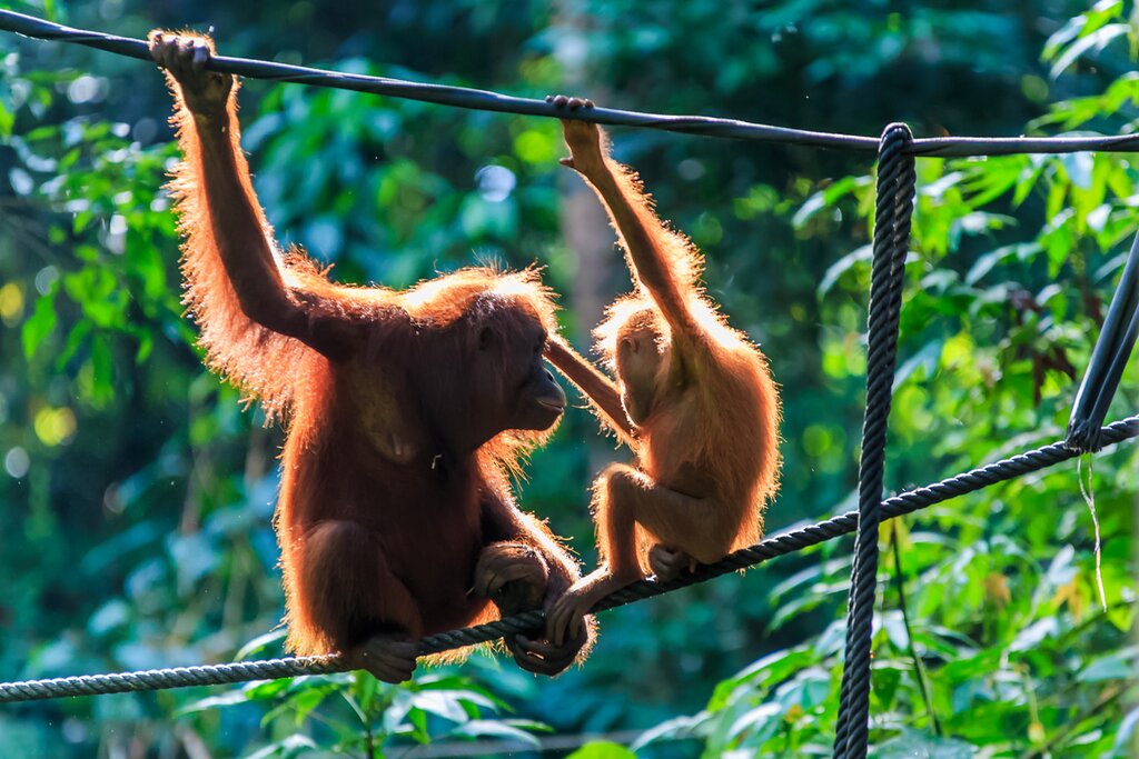 Kinabatangan River Exploration (River Cruises)