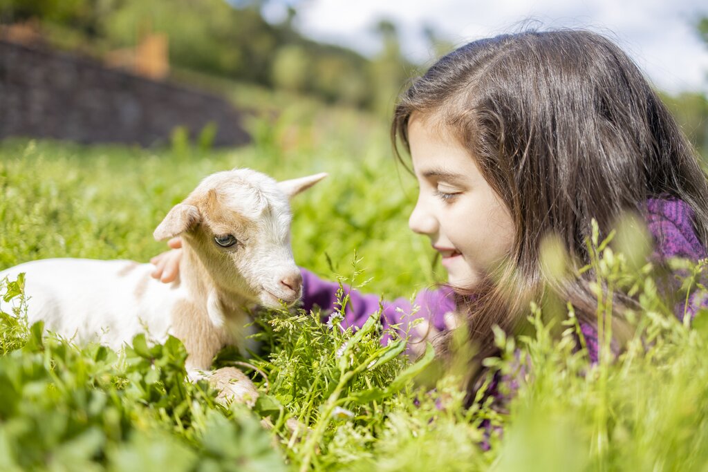 The little ones will adore the cute goats at the dairy farm