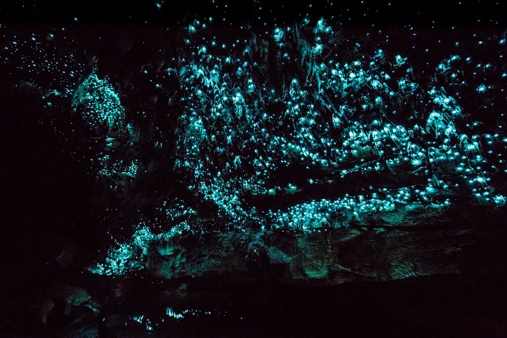 Glowworm Caves