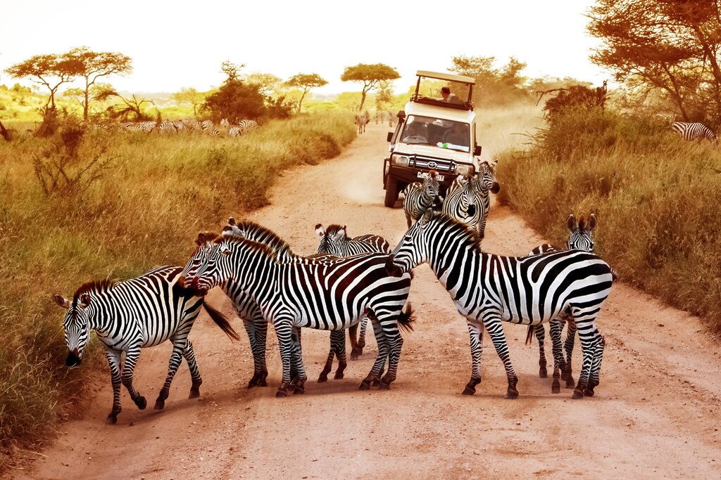 Go on a sunrise game drive in Serengeti National Park