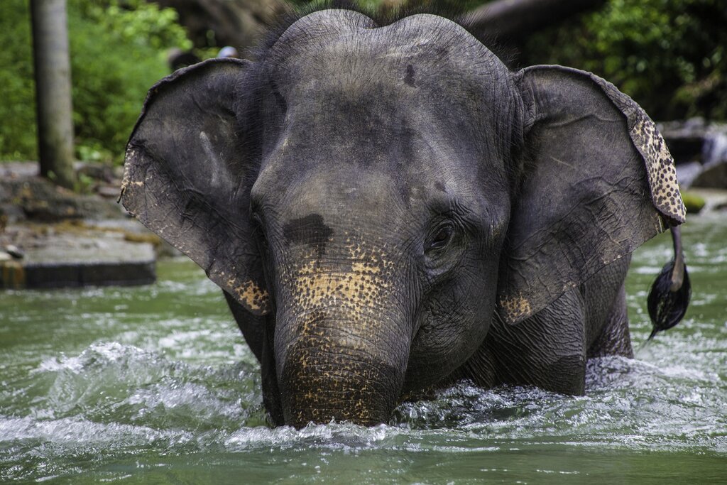 Happy Elephant Home (half-day program) & Transfer to Pai