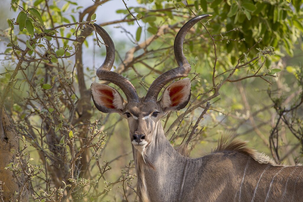 Along with the famous gorillas, you'll spot remarkable Ugandan wildlife like kudus