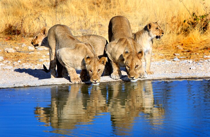 Lion and his cubs in Etosha