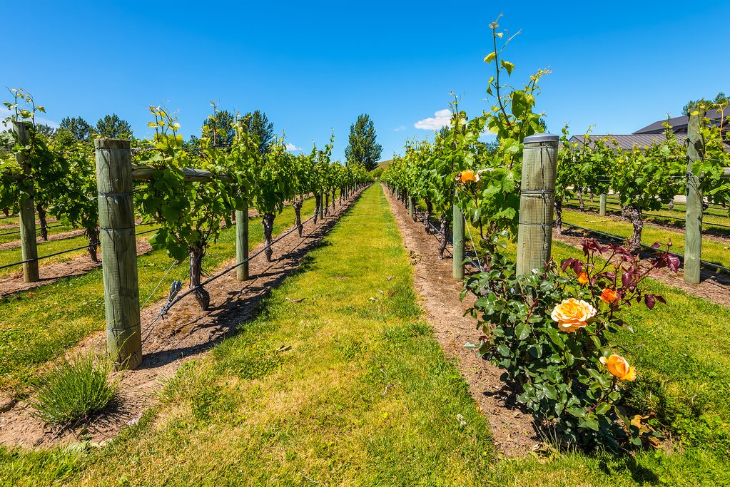 Spend a half-day exploring the area's stunning vineyards