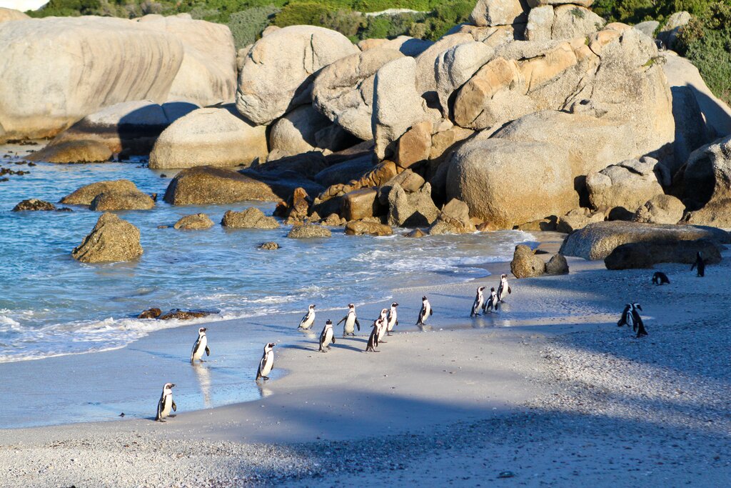 Visit the colony of African penguins on Boulders Beach