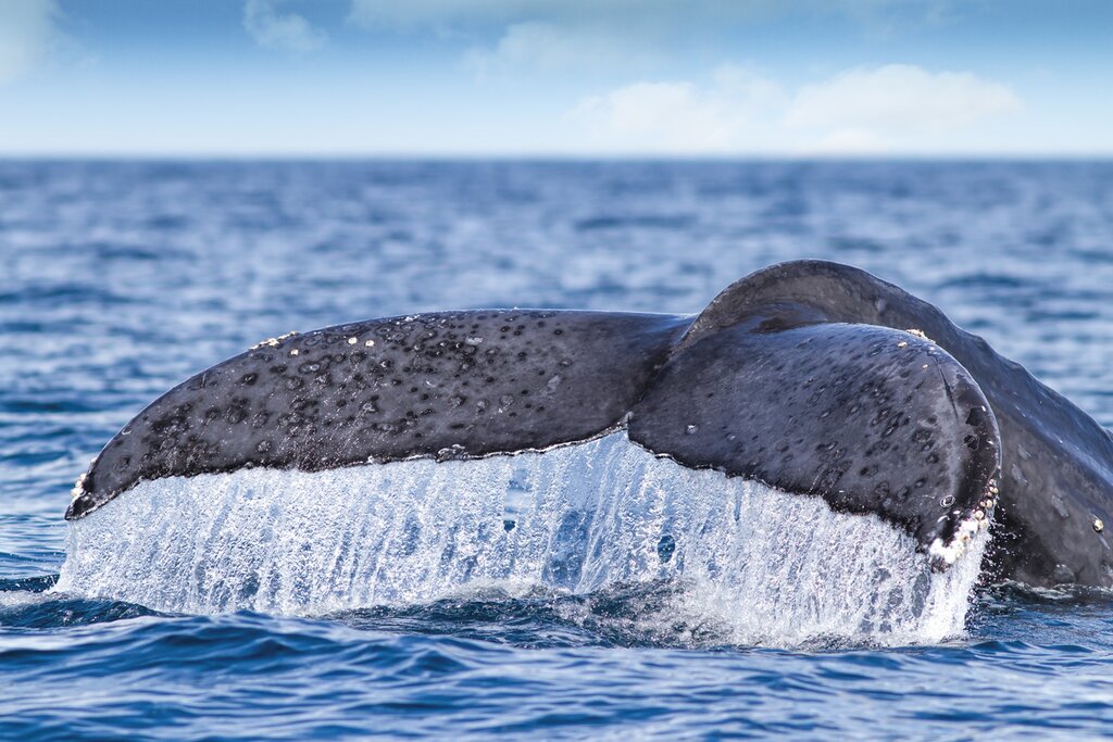 Whale Watching