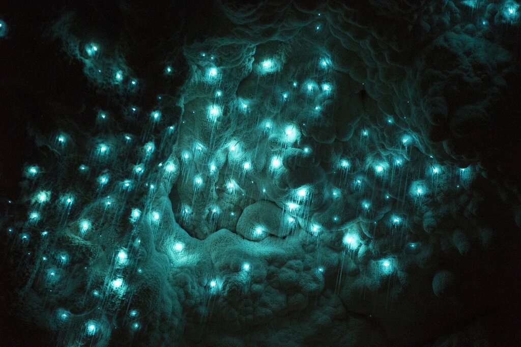 Waitomo glowworm caves