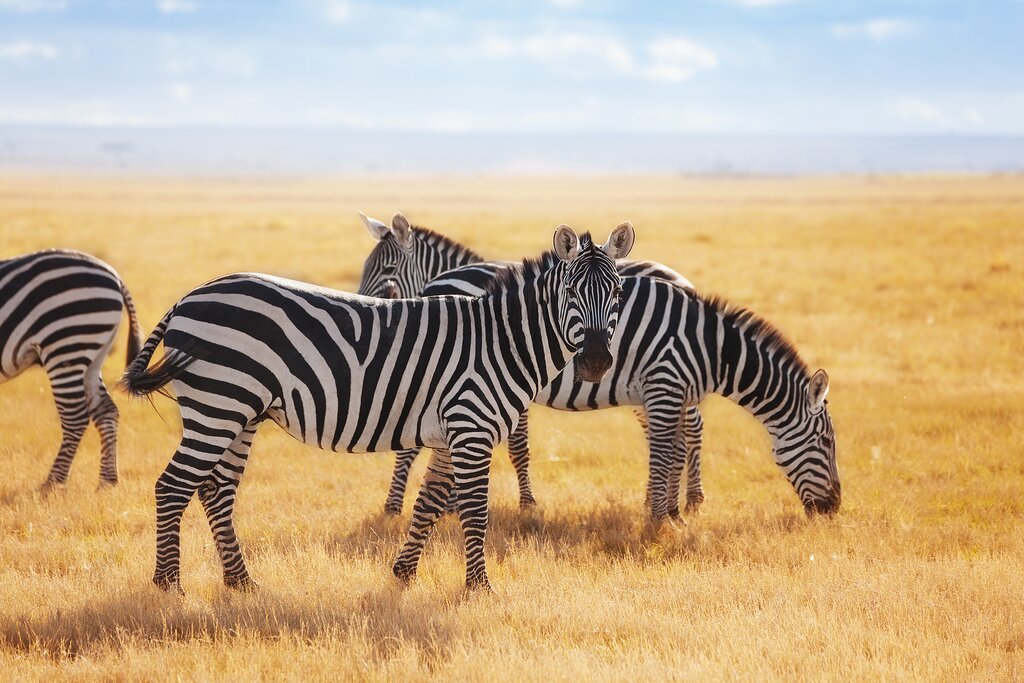 Maasai Mara Zebra