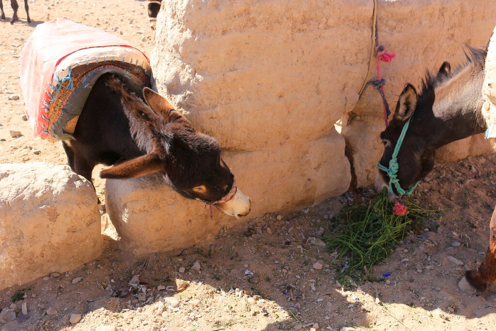 Transfer to Skoura via Todra Gorge & Rose Valley
