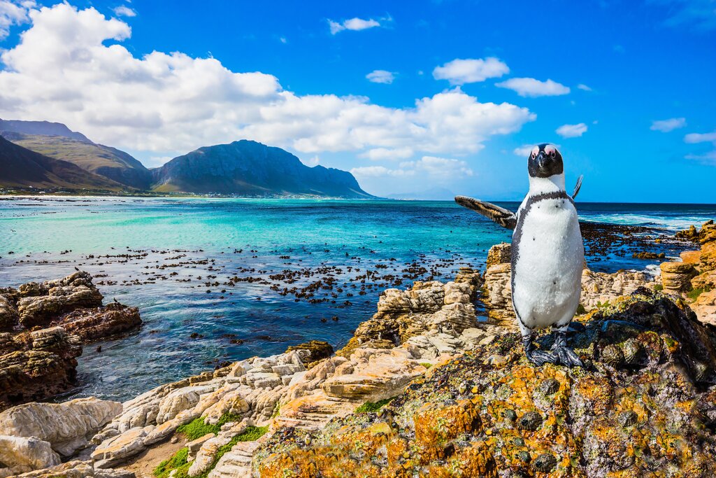 Penguins at Boulder's Beach