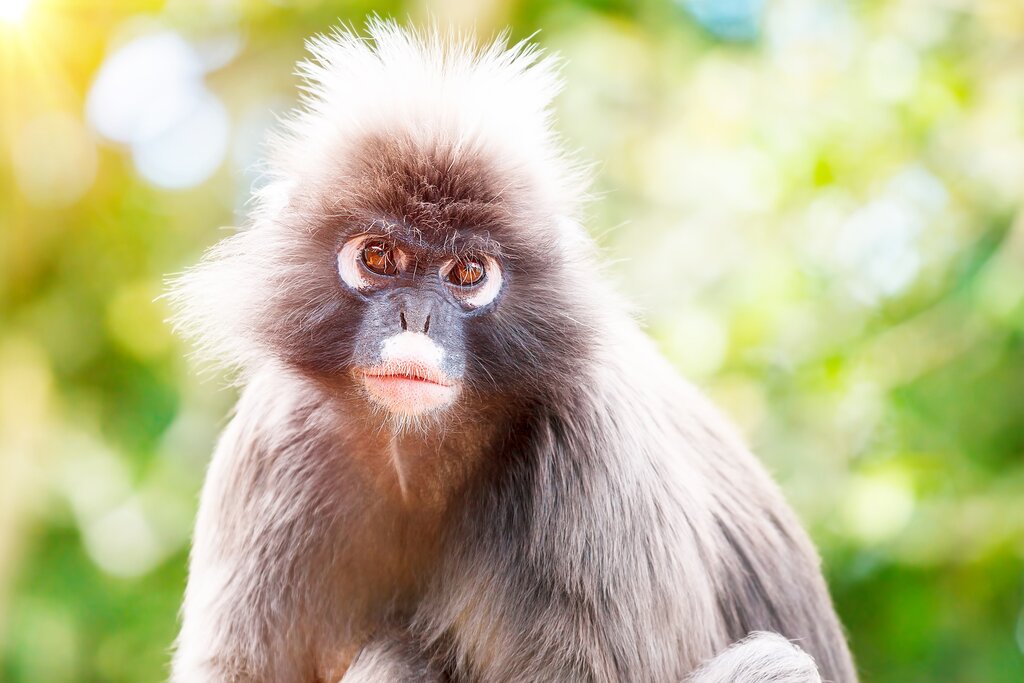 Dusky leaf monkey in Garden Route's Monkeyland