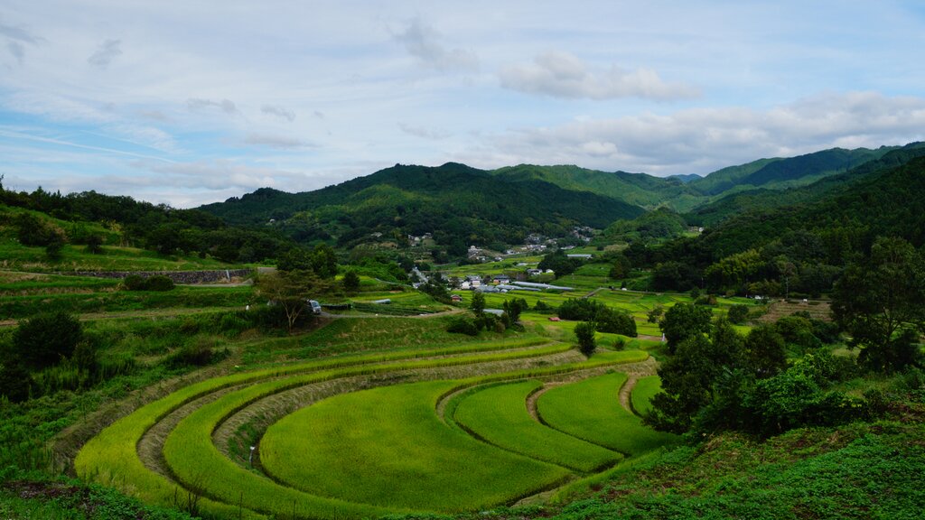 The terraced rice paddies of Asuka