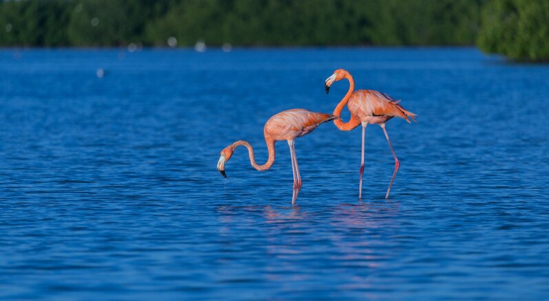 Flamingoes in the reserve