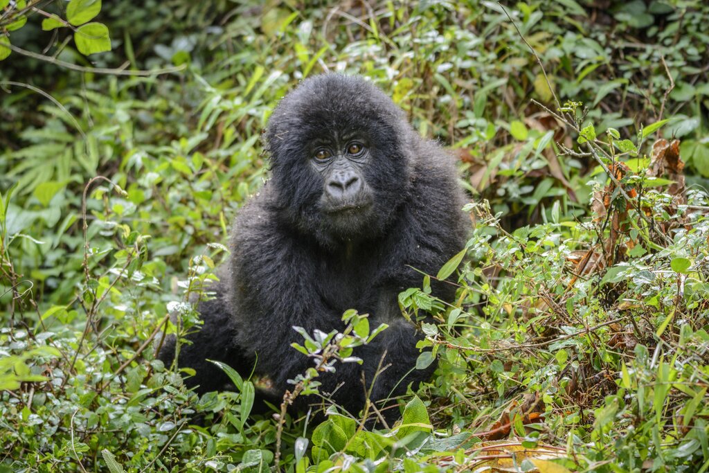 Gorilla Tracking in Mgahinga National Park