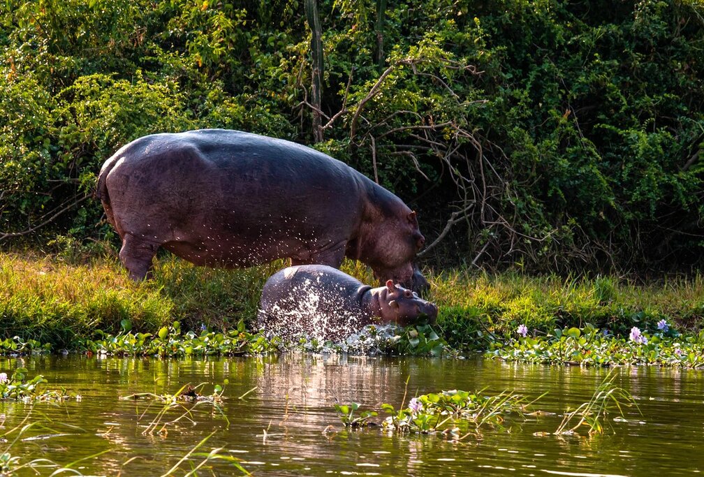 Enjoy a land and water safari in Queen Elizabeth National Park and spot hippos like this mother and calf in the Kazinga Channel
