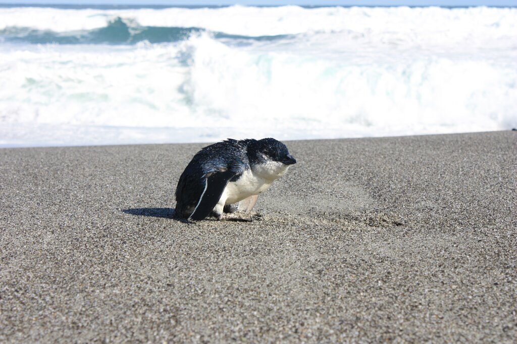 Blue Penguin evening Tours Akaroa
