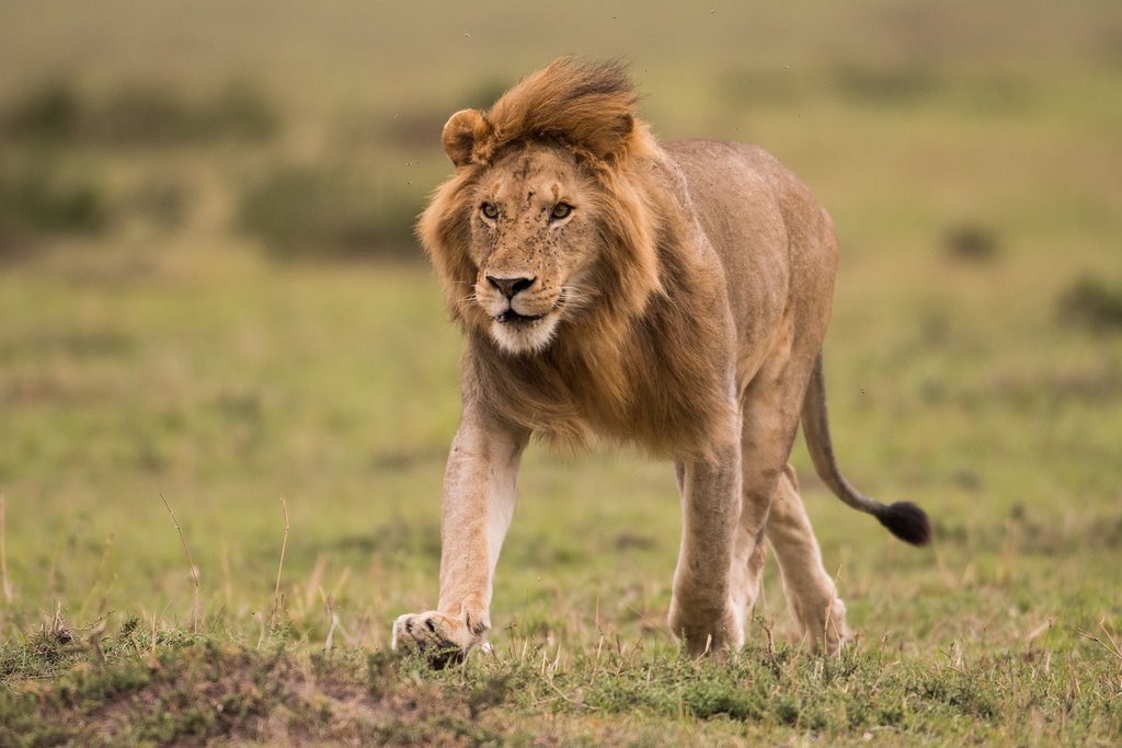 You're sure to spot lions on game drives through Masai Mara National Reserve