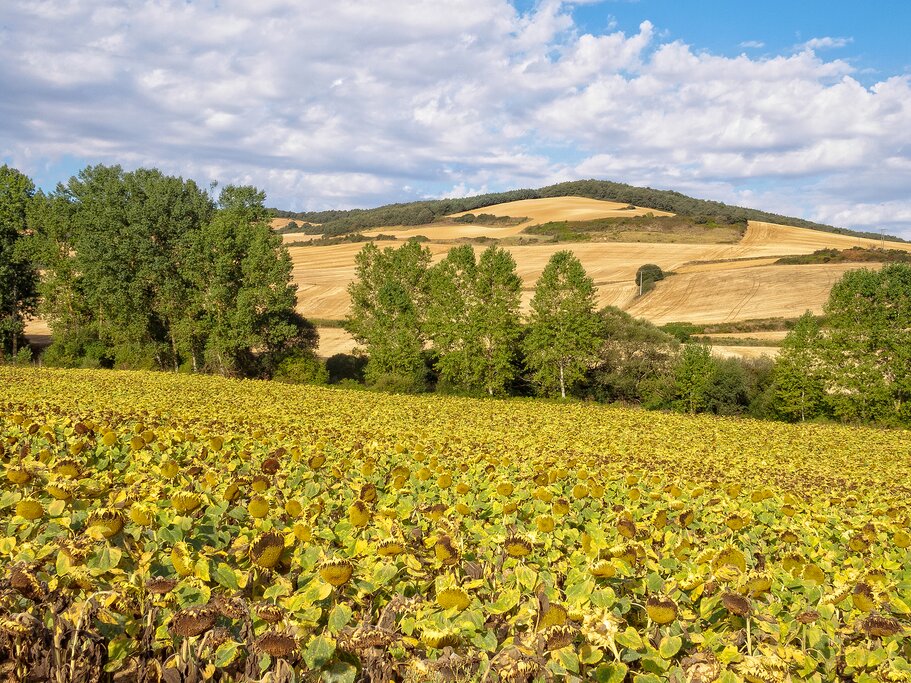 Enjoy the serenity of the meseta landscapes