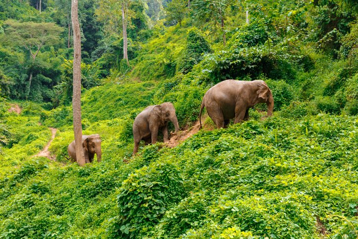 Explore Mae Wang By Tuk-Tuk With Visiting Elephant Home And Taking The Bamboo Raft