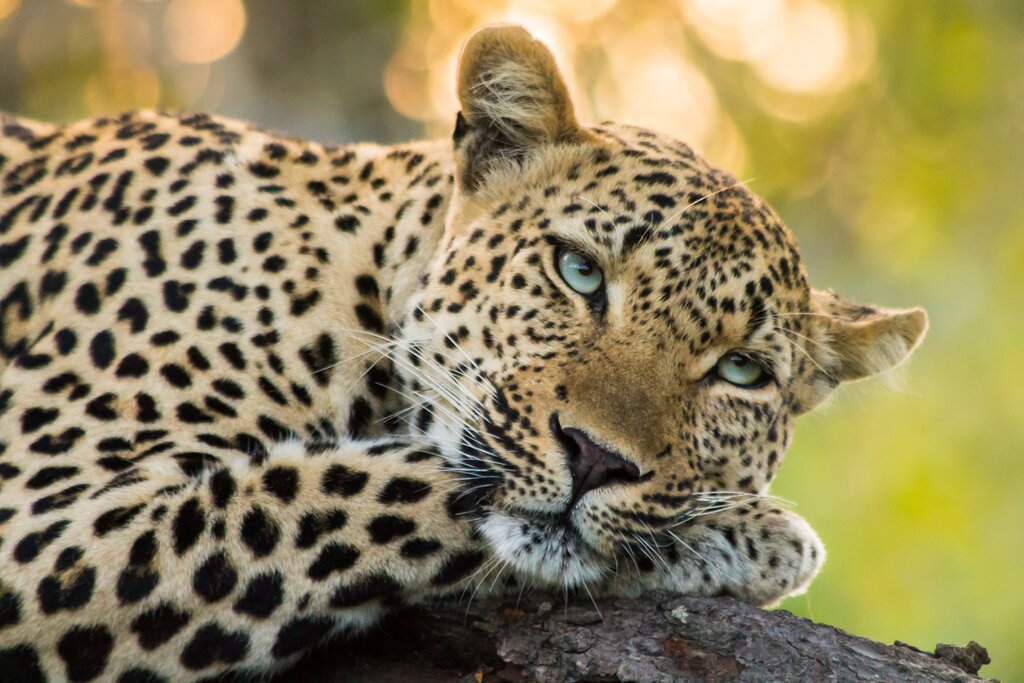 Visit the Big Cat Sanctuary