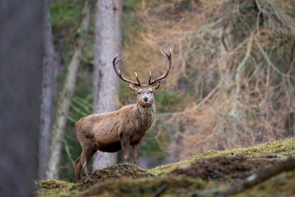 Red stag deer in Cairngorms National Park