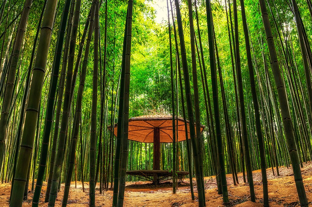 Half Day Juknokwon Bamboo Forest Tour