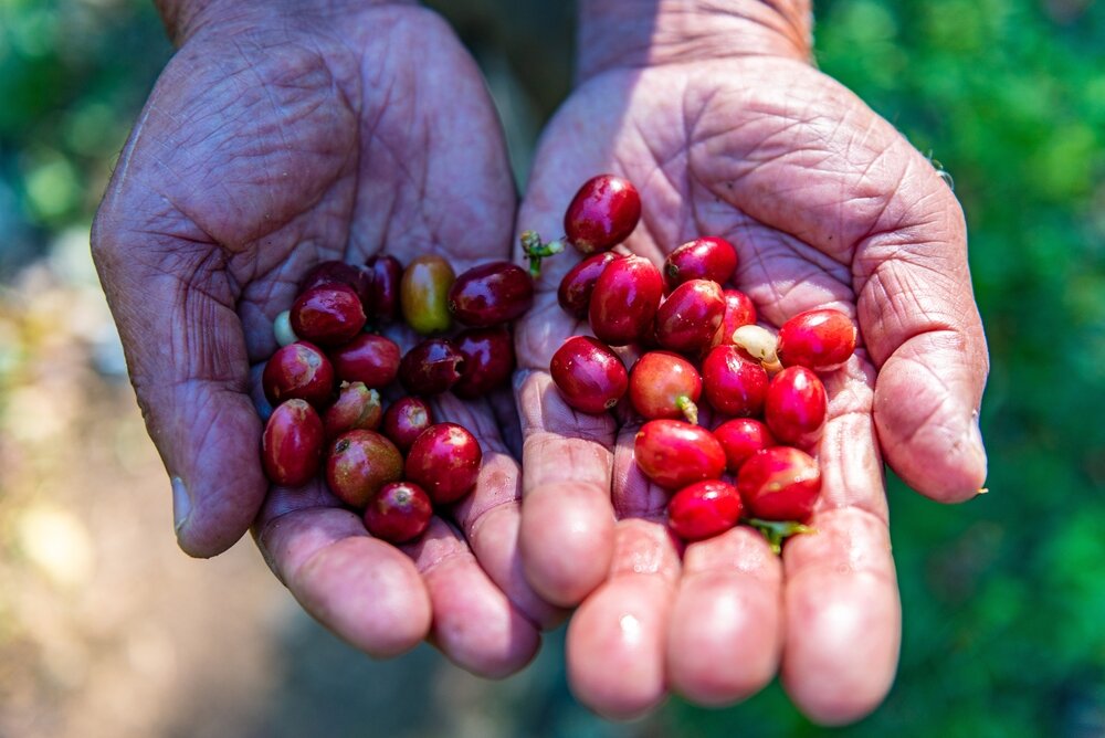 Visit an Isolated community and the Rain-forest