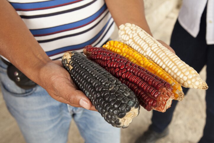 Learning about the corn
