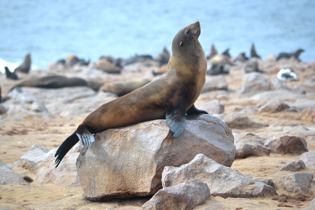 Marine Big 5 Boat Tour