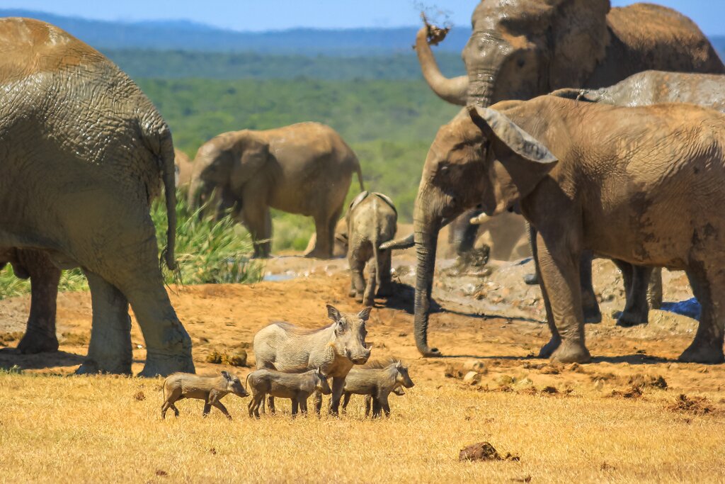 Kapama Game Reserve