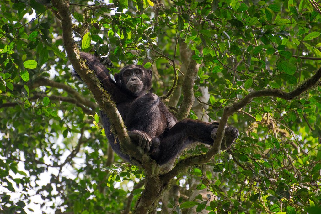 Search for chimpanzees in Rwanda's Nyungwe Forest National Park