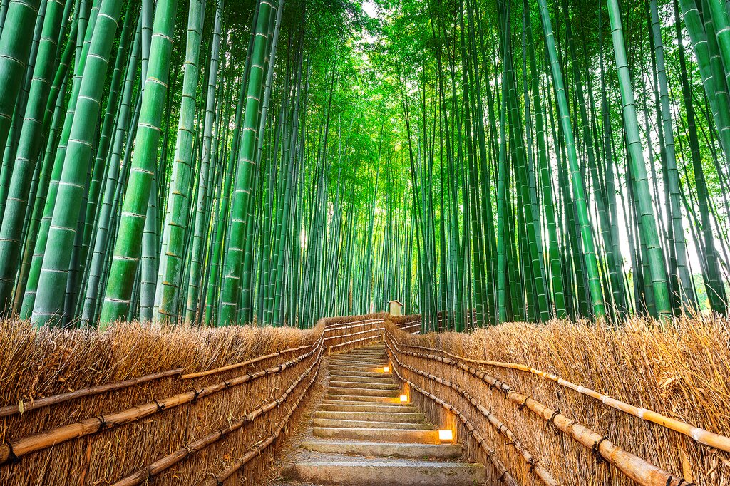 Sagano Bamboo Grove
