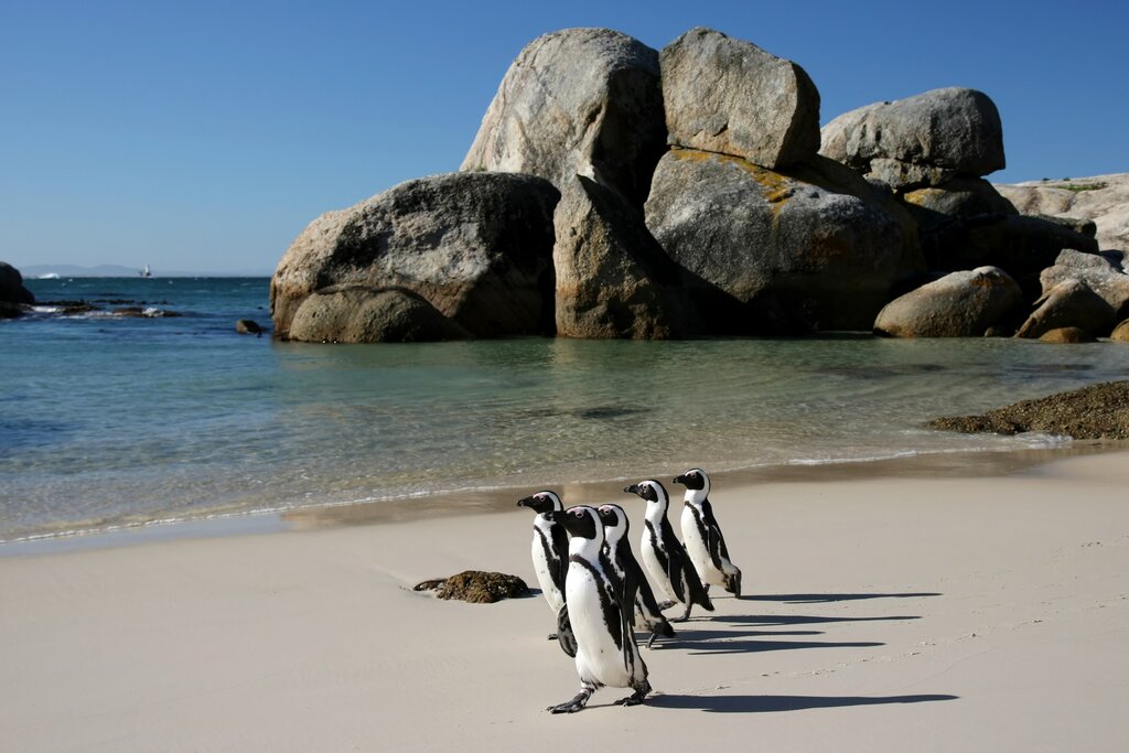 Cape Point, Penguins, and Playgrounds